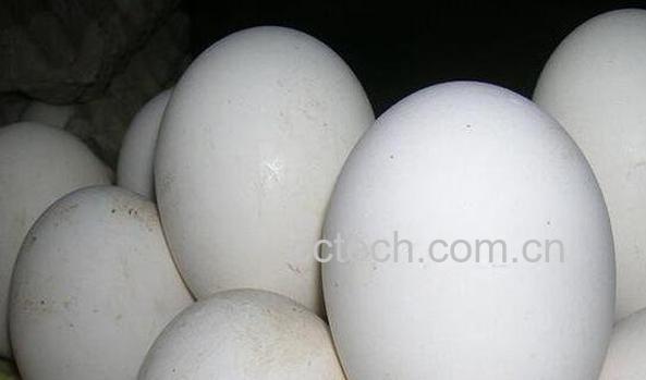 女性长期吃鹅蛋的好处 鹅蛋不能和什么一起吃-1