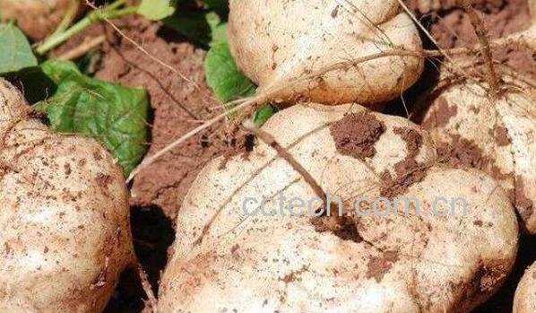 土瓜怎么吃 土瓜怎么做好吃又简单-0