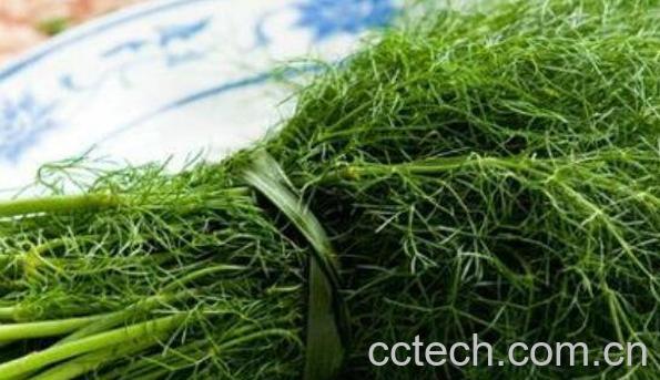  哪些人不适合吃茴香菜 吃茴香菜的坏处-0