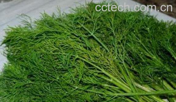  哪些人不适合吃茴香菜 吃茴香菜的坏处-1