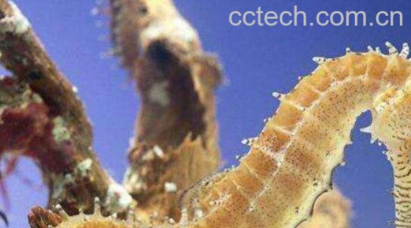 新鲜海马怎么处理晒干 海马晒干注意事项-0