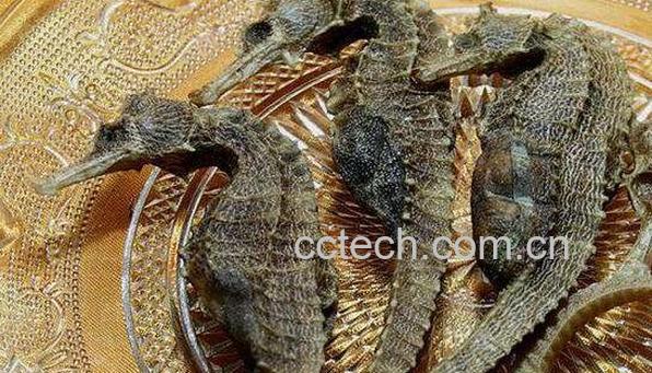 新鲜海马怎么处理晒干 海马晒干注意事项-1