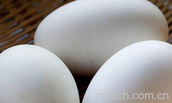 鹅蛋的功效与作用 吃鹅蛋有什么好处-0