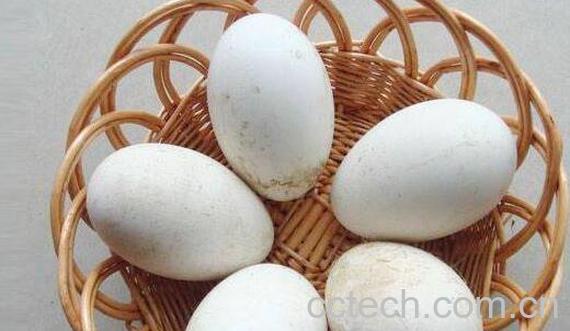 鹅蛋的功效与作用 吃鹅蛋有什么好处-1