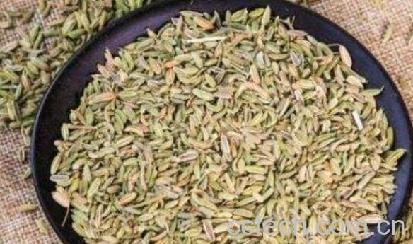大茴香和小茴香的区别 茴香的功效与作用-1