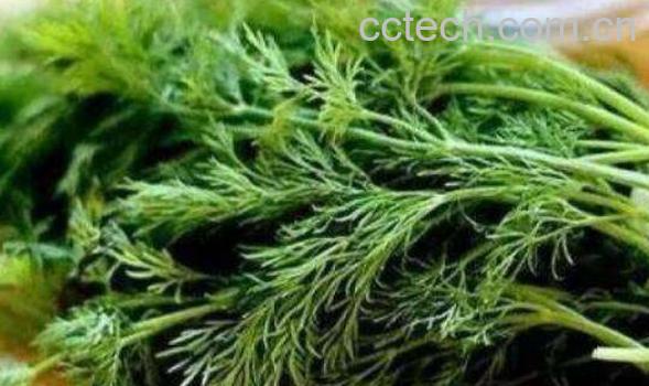 大茴香和小茴香的区别 茴香的功效与作用-0