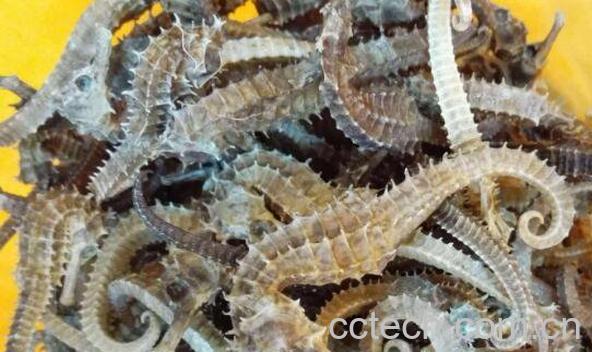 新鲜海马怎么吃 新鲜海马的吃法技巧教程-1