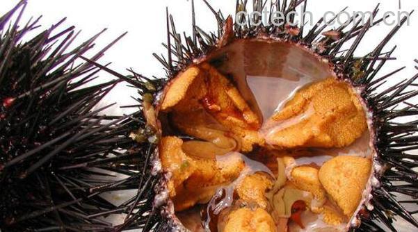 活海胆的营养价值与功效作用-1