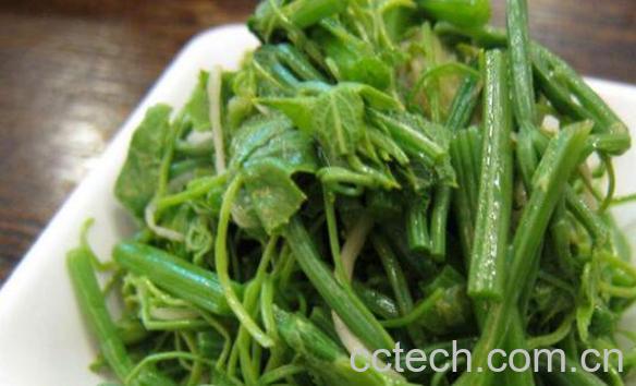 龙须菜的营养价值 龙须菜的食用方法-1