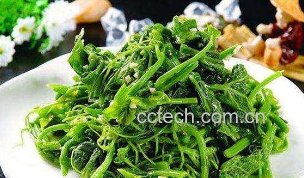 龙须菜的营养价值 龙须菜的食用方法-0