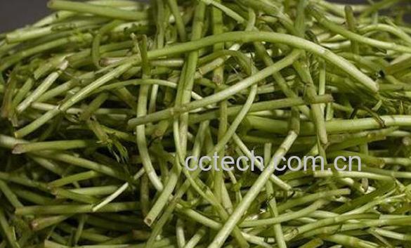 藜蒿的功效与作用 藜蒿的食用禁忌-0