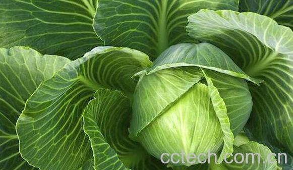 甘蓝菜的功效与作用 甘蓝菜的营养价值-0