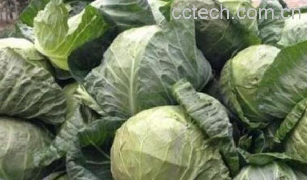 甘蓝菜的功效与作用 甘蓝菜的营养价值-1