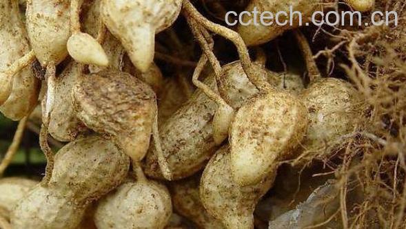  红柑精油的功效与作用-1