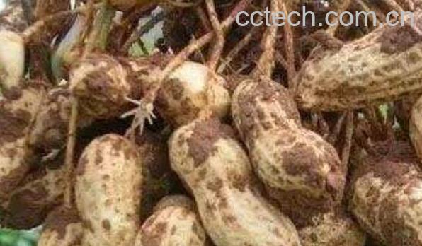 花生根的功效与作用 花生根的药用价值-0