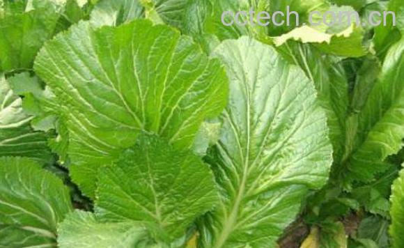 多头菜的功效与作用 多头菜的营养价值-0