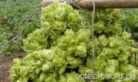 多头菜的功效与作用 多头菜的营养价值-1