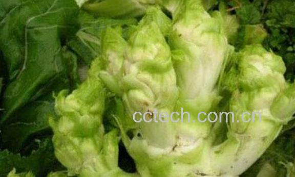 什么是儿菜 儿菜的营养价值及功效-0