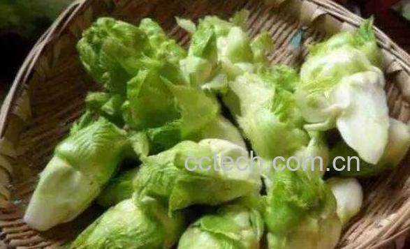 什么是儿菜 儿菜的营养价值及功效-1