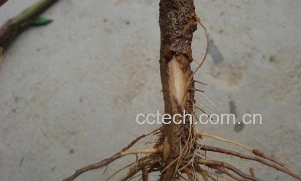辣椒根-0