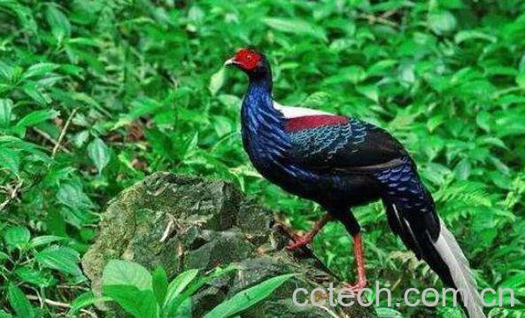 岩鸡的功效与作用-0