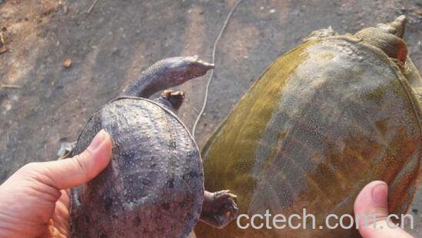 野生甲鱼的营养价值 野生甲鱼的功效-0