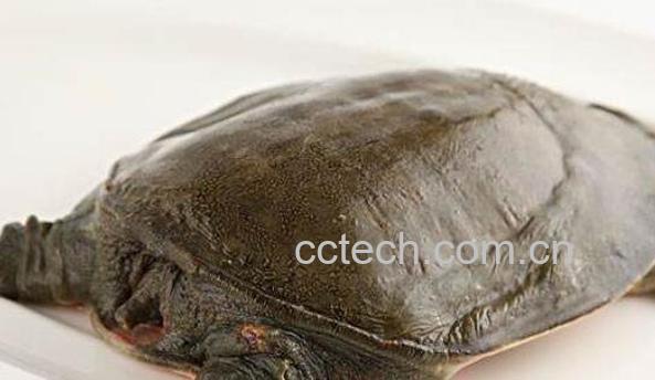 野生甲鱼的营养价值 野生甲鱼的功效-1