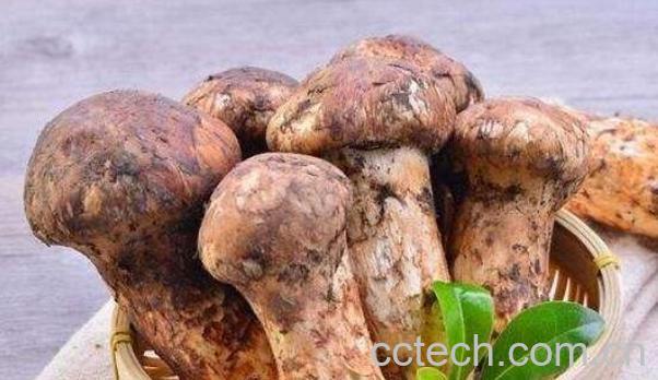 野生松茸怎么吃 野生松茸的食用方法大全-0