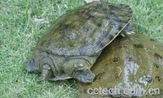 野生甲鱼和养殖甲鱼的区别有哪些-0