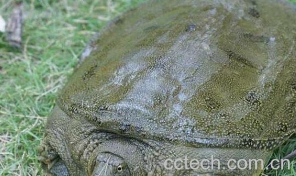 野生甲鱼和养殖甲鱼的区别有哪些-1