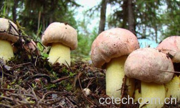 野生菌的功效与作用 吃野生菌的好处-0
