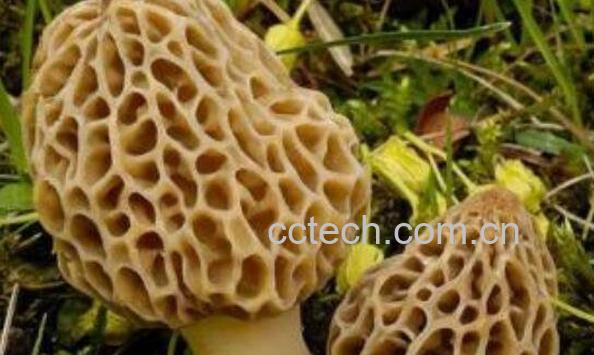 野生菌的功效与作用 吃野生菌的好处-1