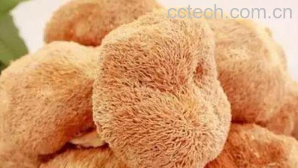 野生猴头菇怎么做好吃 野生猴头菇的食用方法-0