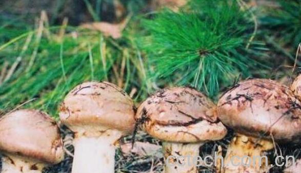 野生菌和野山菌的区别 野生菌的营养价值-0