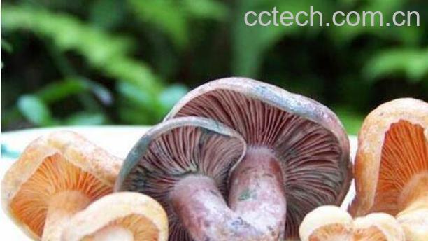 野生菌和野山菌的区别 野生菌的营养价值-1