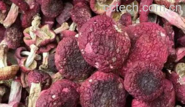 野生红菇如何吃 野生红菇的功效与作用-1