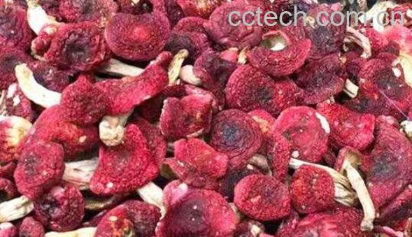 野生红菇如何吃 野生红菇的功效与作用-0