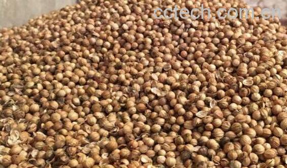 芫荽籽的功效与作用 芫荽籽的药用价值-0