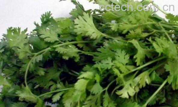 大芫荽和香菜的区别 吃大芫荽的好处-1