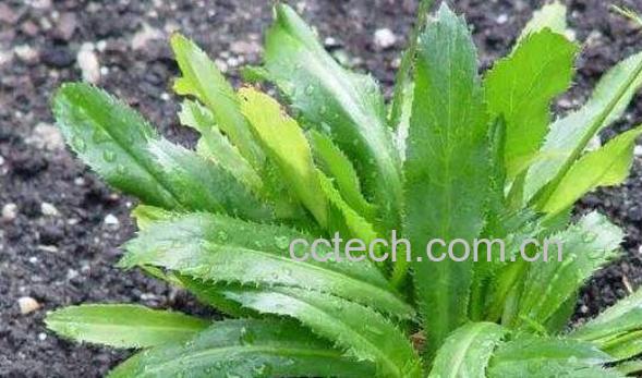 大芫荽和香菜的区别 吃大芫荽的好处-0