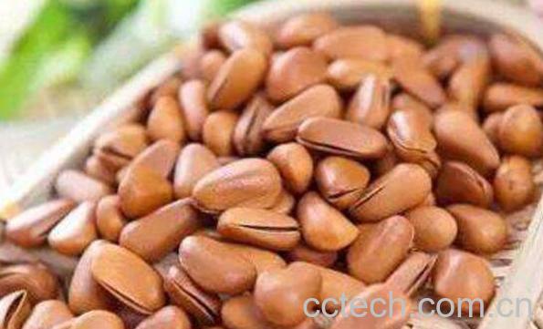 松子油的功效与作用 松籽油的药用价值-1