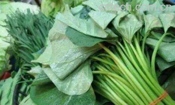 地瓜叶的功效与作用 吃地瓜叶的禁忌-1