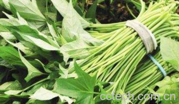 地瓜叶的功效与作用 吃地瓜叶的禁忌-0