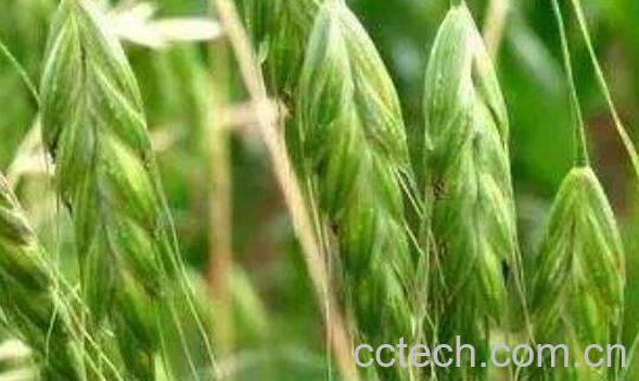 节节麦和雀麦的区别-0