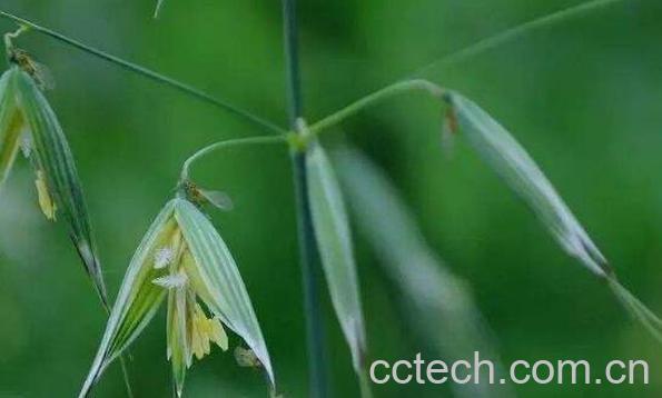 节节麦和雀麦的区别-1