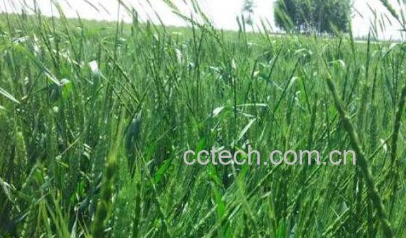 野麦子的功效与作用-1