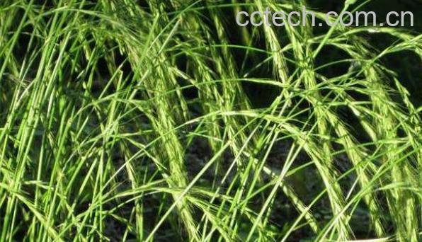 野麦子的功效与作用-0