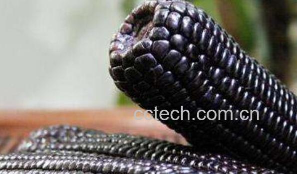 黑玉米糁的功效与作用-0