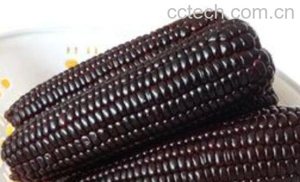 黑玉米糁的功效与作用-1