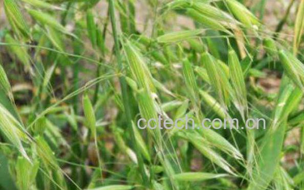 如何区分野燕麦和雀麦 雀麦与野燕麦的区别-1